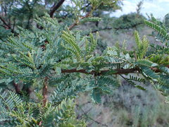 Vachellia robusta