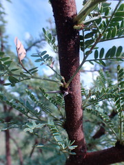Vachellia robusta