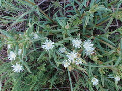 Delosperma herbeum