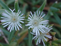 Delosperma herbeum