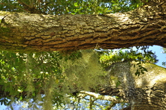 Epidendrum conopseum