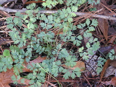 Corydalis micrantha