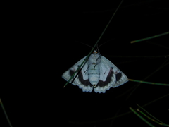 Crypsiphona tasmanica