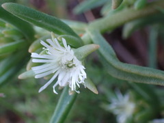 Delosperma herbeum