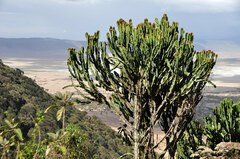 Euphorbia candelabrum