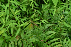 Takydromus septentrionalis