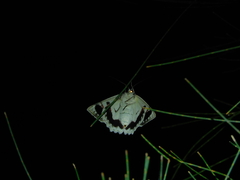 Crypsiphona tasmanica