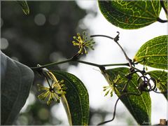 Smilax lanceifolia