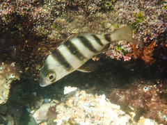 Diplodus hottentotus
