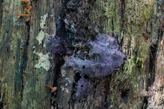 Nectriopsis violacea