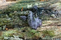 Nectriopsis violacea