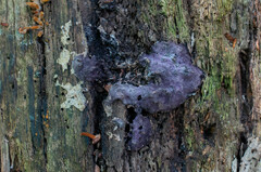 Nectriopsis violacea