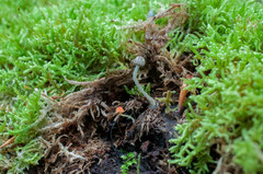 Cystoagaricus hirtosquamulosus