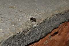 Conotrachelus posticatus