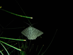 Crypsiphona tasmanica