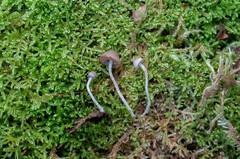 Cystoagaricus hirtosquamulosus