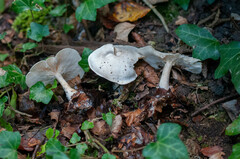 Clitocybe truncicola
