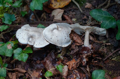 Clitocybe truncicola