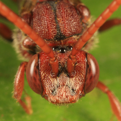 Nomada