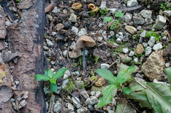 Macrocystidia cucumis