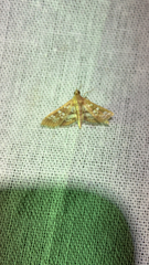 Nomophilini