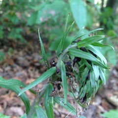Epipactis