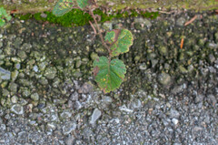 Melampsoridium betulinum