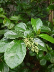 Viburnum suspensum