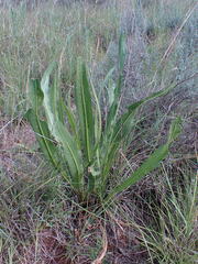Senecio inornatus