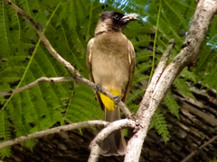 Pycnonotus barbatus layardi