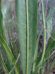 Senecio inornatus