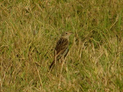 Anthus hellmayri
