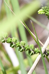 Jamesbrittenia microphylla