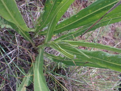 Senecio inornatus
