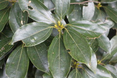Neolitsea sericea