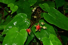 Rubus pacificus