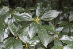 Neolitsea sericea