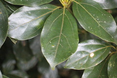 Neolitsea sericea
