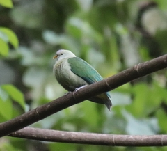 Ptilinopus purpuratus