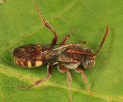 Nomada cressonii