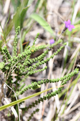 Jamesbrittenia microphylla