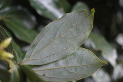 Neolitsea sericea