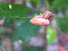 Cyrtophora exanthematica