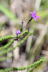 Jamesbrittenia microphylla