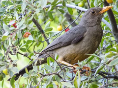 Turdus smithi