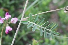 Lessertia pauciflora
