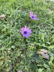 Anemone hortensis