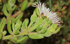 Mesembryanthemum paulum