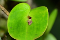 Pleurothallis matudana