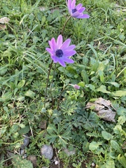 Anemone hortensis